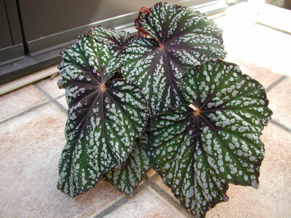 B. ‘Granite’